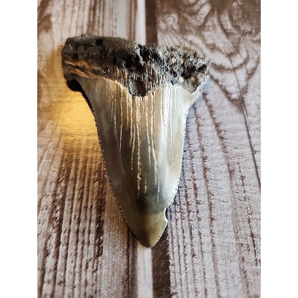 Fossilized Megalodon Shark Tooth